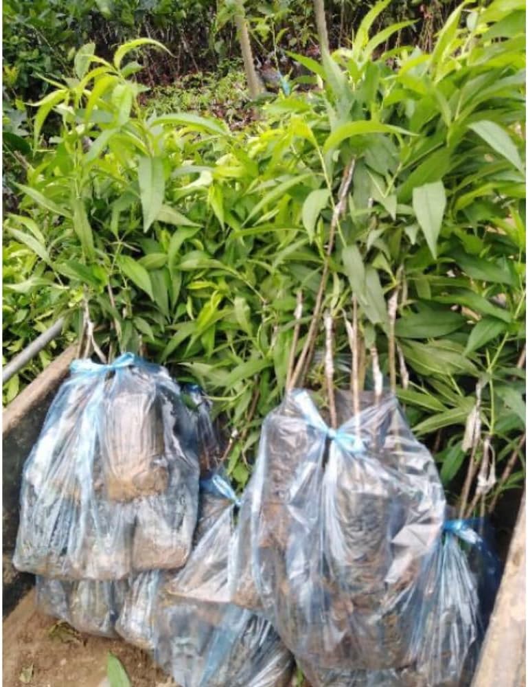 Grafted Peach Tree Live Plant, Well Rooted Peach Plant 1 Feet Tall for Planting Outdoor, Dormant, Ready to Bear Fruit Within 1-2 Years (Belle of Georgia)