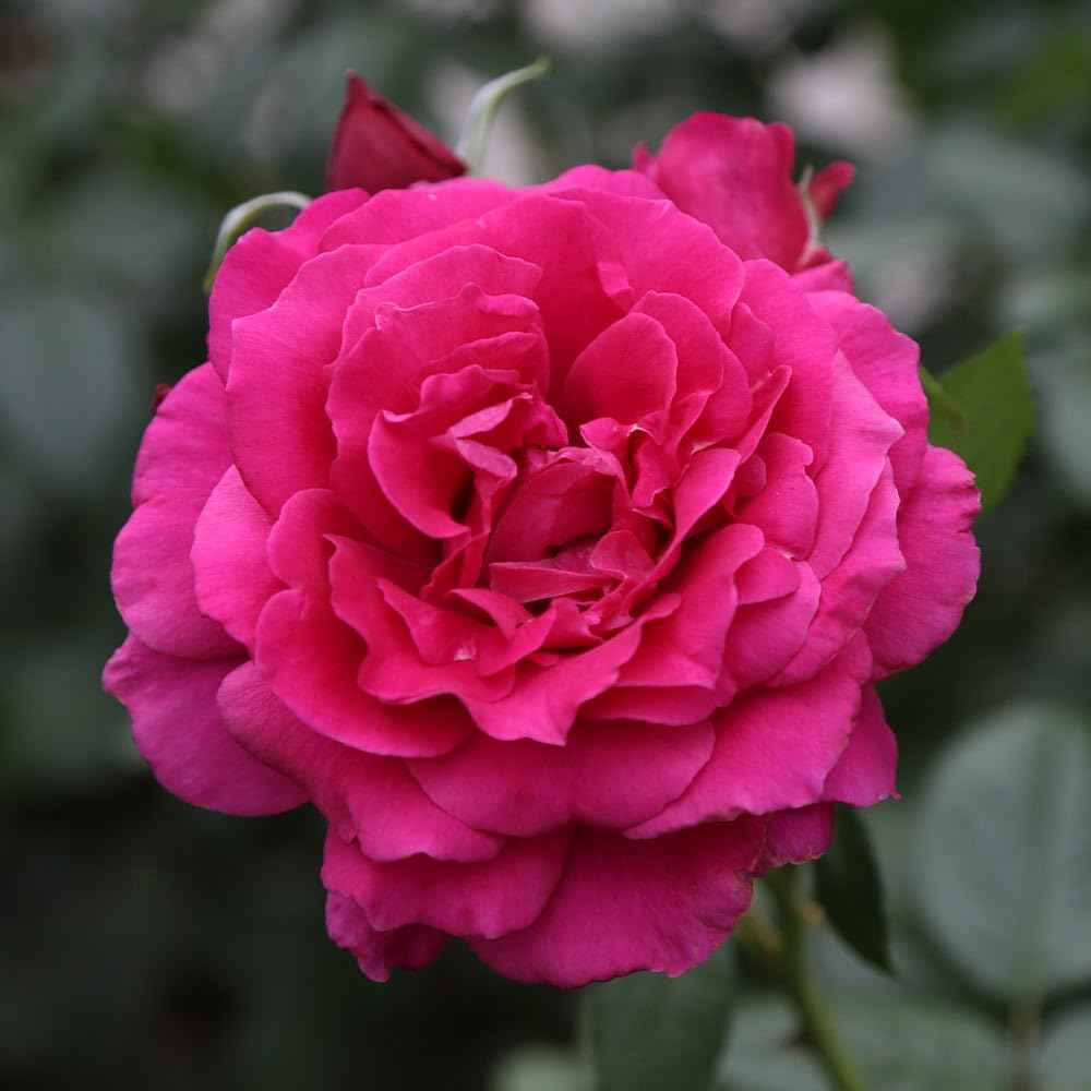 Heirloom Hybrid Tea Roses, Live Own Root Plant for Outdoor Garden, Pretty Lady Rose™, Moderately Fragrant, Hardiness Zones: 6-10, Continual Blooming