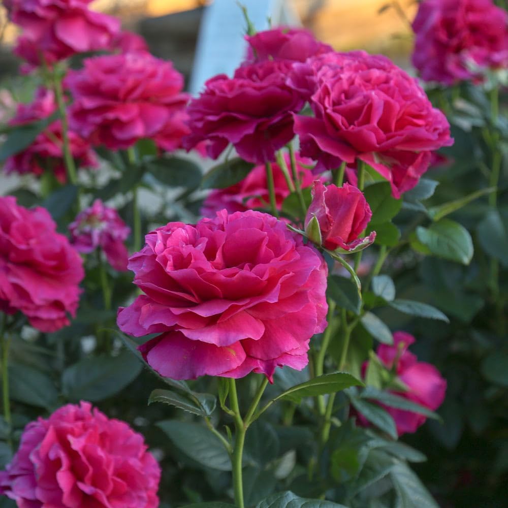 Heirloom Hybrid Tea Roses, Live Own Root Plant for Outdoor Garden, Pretty Lady Rose™, Moderately Fragrant, Hardiness Zones: 6-10, Continual Blooming