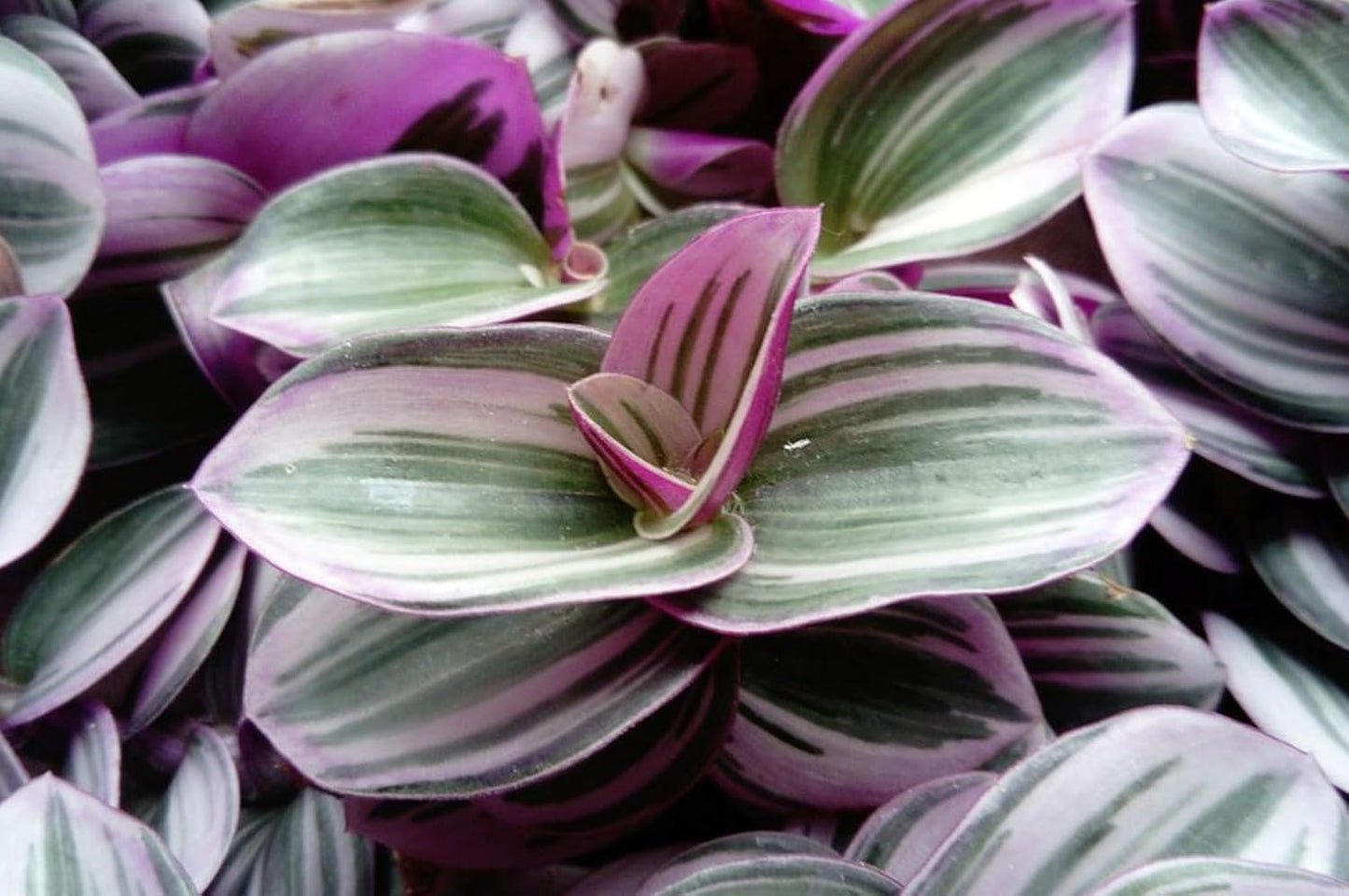 Rare Nanouk Pink Tradescantia - 2" Pot - Collector's Series