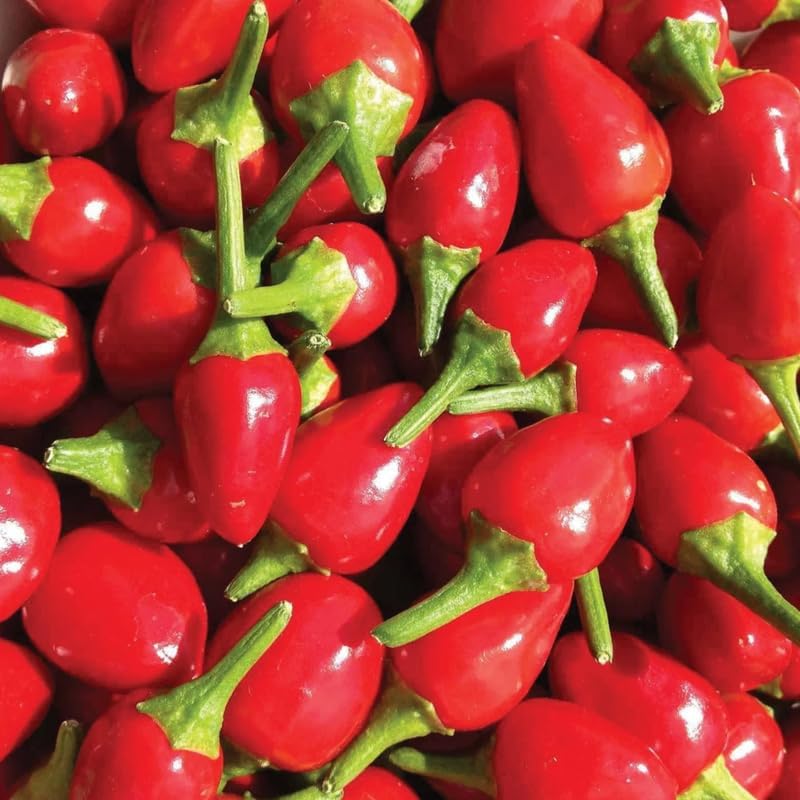 Chiltepin Pepper Live Plant, 120 Days Old Hot Chile Chiltepin Pepper Plants Live, Tepin Chili Pepper Plants, 7 to 10 Inc Tall for Growing