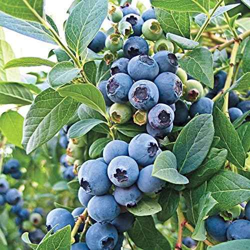 Bluecrop Blueberry Live Plant, Garden Ready