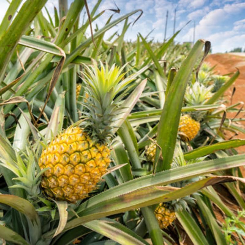2 Gold Pineapple Plants Live to Grow, Sweet Pineapple Fruit Trees Live Plant 5 to 8 Inc Height, Ornamental Pineapple Plant