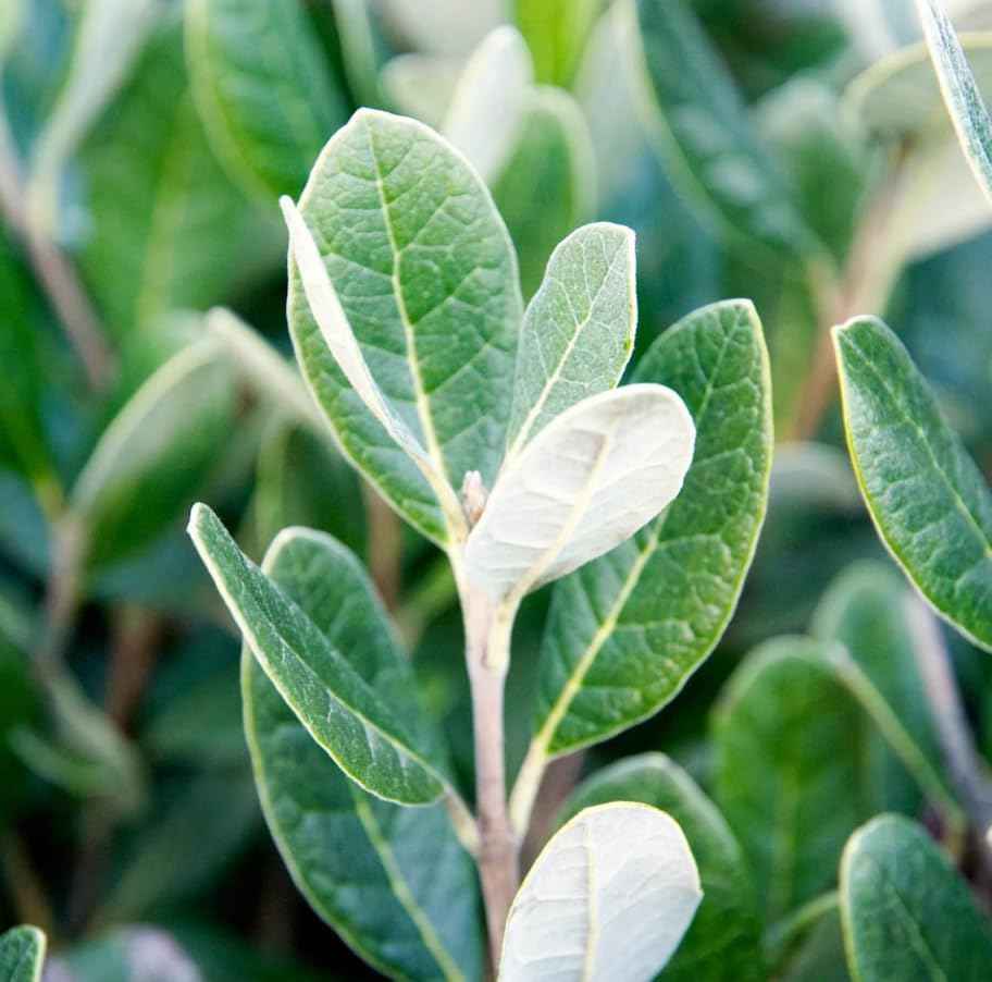 Pineapple Guava Tree Live Plant, Sweet Guavas Plant Tropical Fruit Tree 4-6 Inch Tall