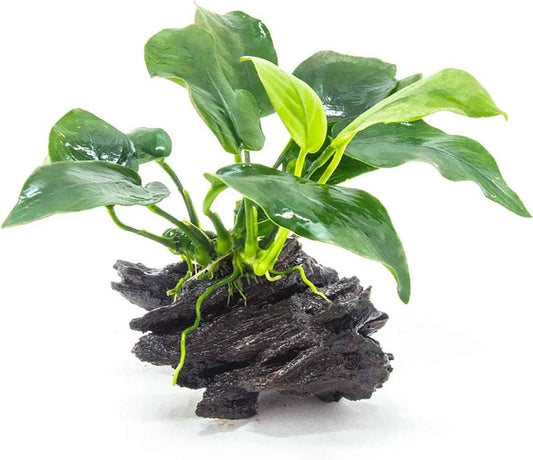 Live Anubias Barteri (Nana) Rooted on Driftwood - Absorb Impurities & Toxicness for Water - All Natural & Organic Aquatic Plant - Long Lasting & Easy to Care - Large