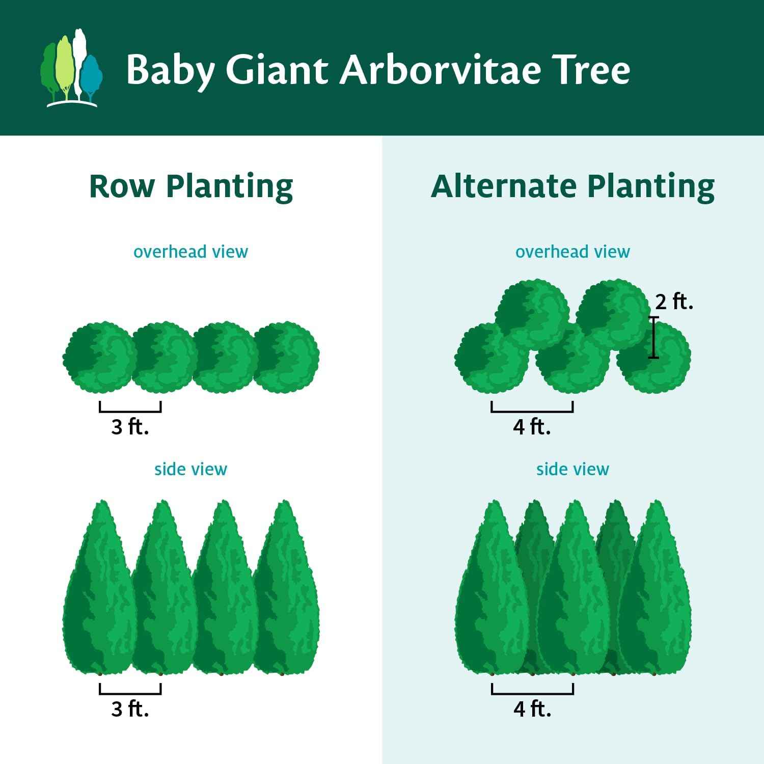 Brighter Blooms - Baby Giant Arborvitae Tree, 1-2 ft. - No Shipping to AK, AZ, HI, OR