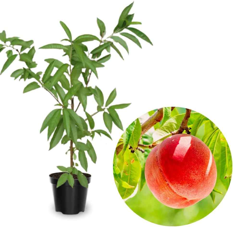 Grafted Peach Tree Live Plant, Well Rooted Peach Plant 1 Feet Tall for Planting Outdoor, Dormant, Ready to Bear Fruit Within 1-2 Years (Belle of Georgia)