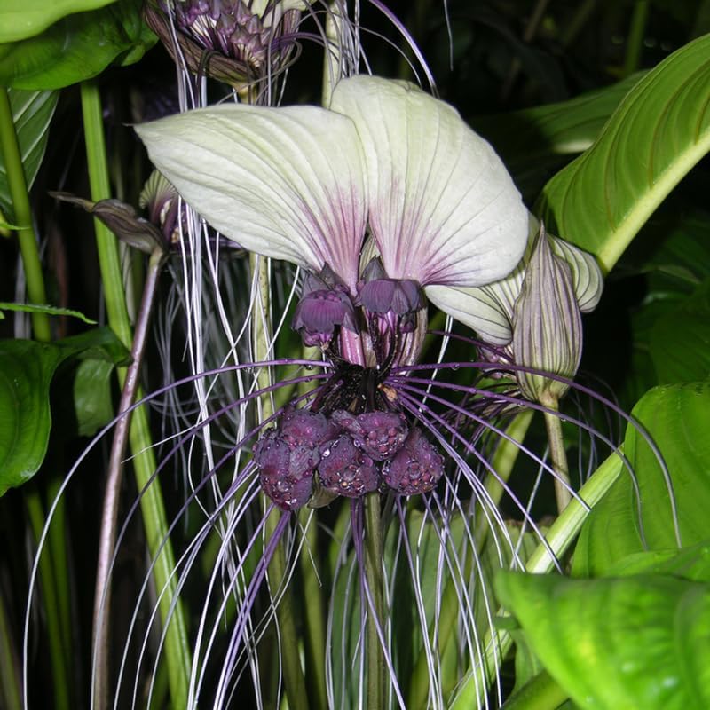 White Tacca Plants Live in 4 Inch Pot, White Bat Flower Well Rooted for Planting Indoor Outdoor, Ornamental Houseplant