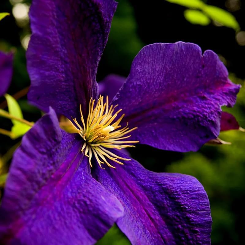 Deep Purple Clematis Vine Plant Live for Planting, Clematis Plant Live in 2.5 Inches Pot, Clematis Flowers Perennial