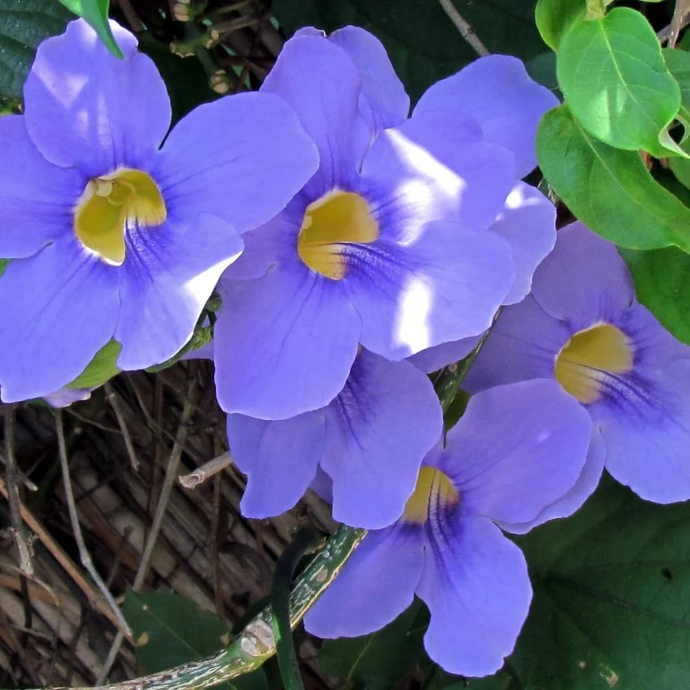 Thunbergia Grandiflora Plants | Pack of 2 (Two) | 5-9 Inch Blue Trumpet Vine | Sky Vine/Bengal Clock Vine | Fast-Growing Large Climber for Fences, Arbors & Privacy Screens