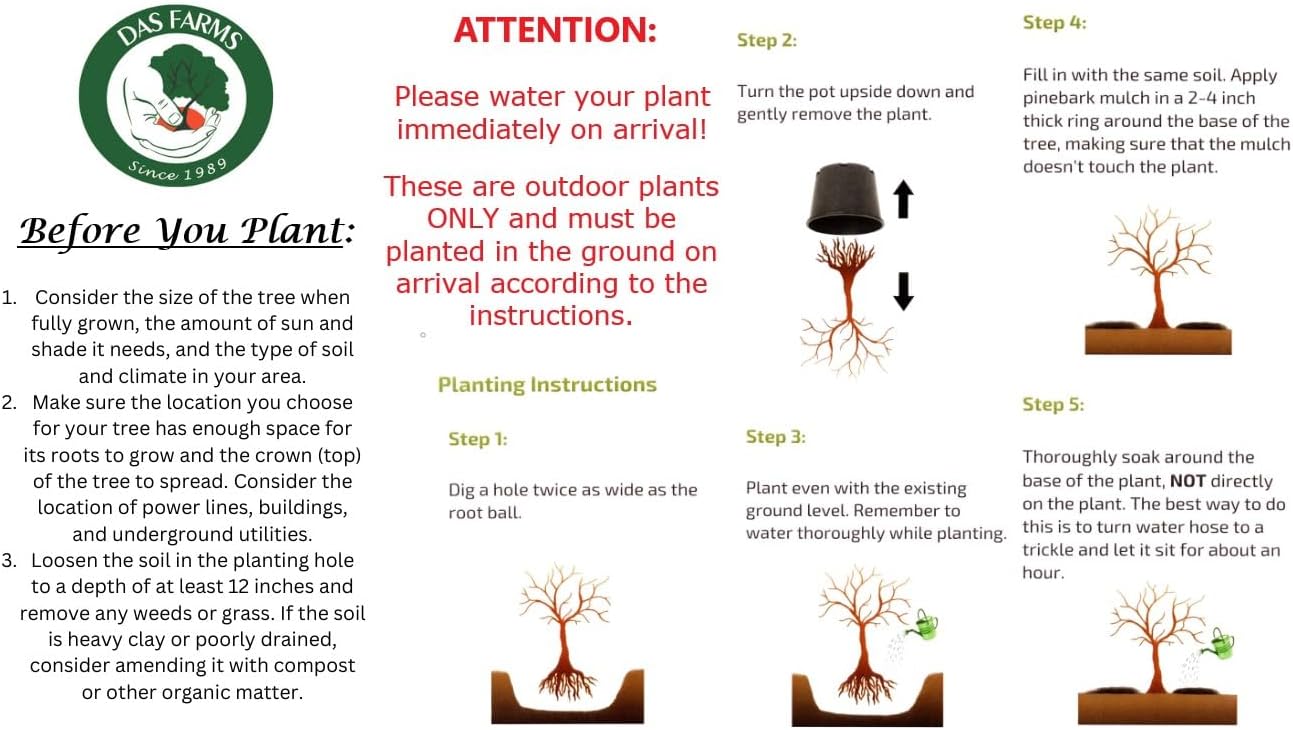 American Red Maple Shade Tree - Live Plant Shipped 2 to 3 Feet Tall by DAS Farms