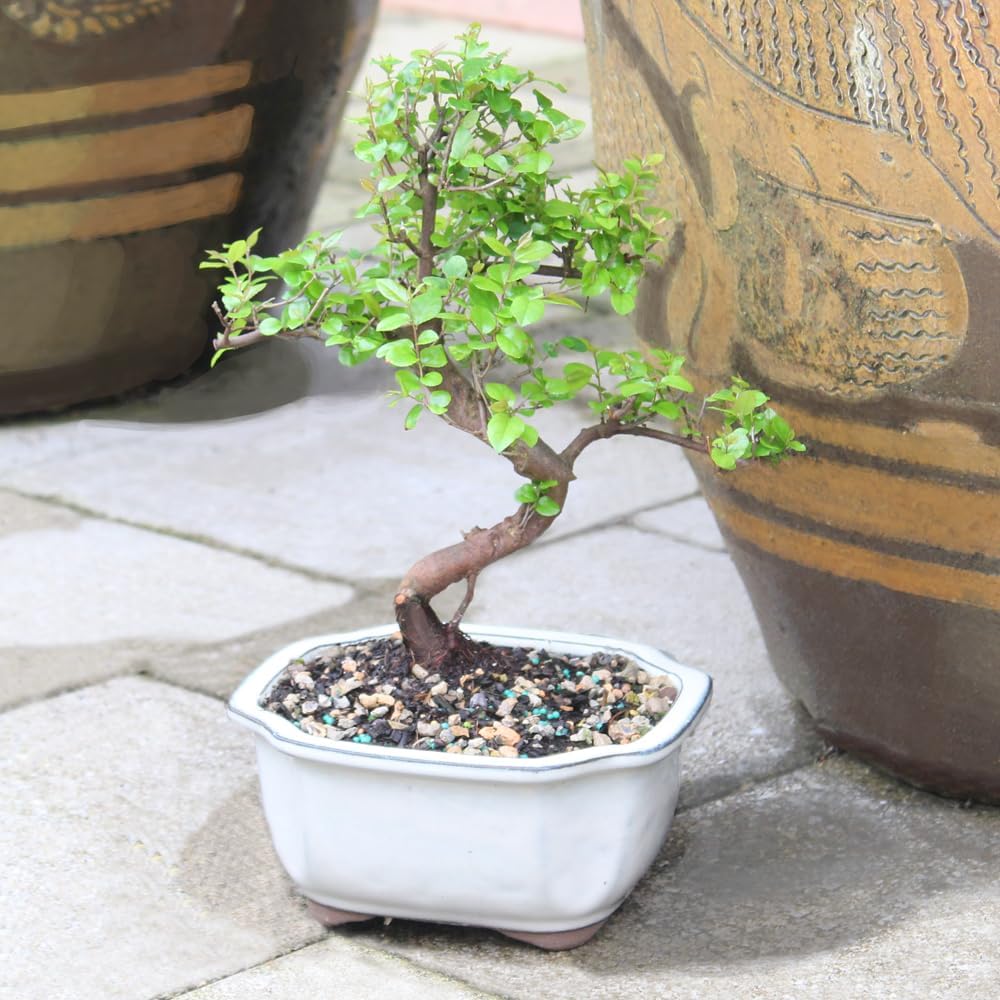 Brussel's Bonsai Live Chinese Sweet Plum Bonsai Tree - 5 Years, 6 to 10 in - Indoor Bonsai in Ceramic Bonsai Pot