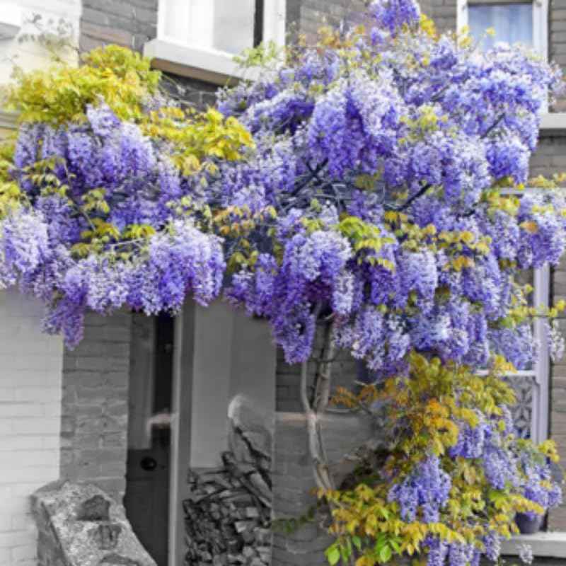 Blue-Purple Wisteria Tree Live Plant 1 Year Old Seedling, Purple Wisteria Live Plants for Outdoor Garden, 6-13" in Tall, Dormant
