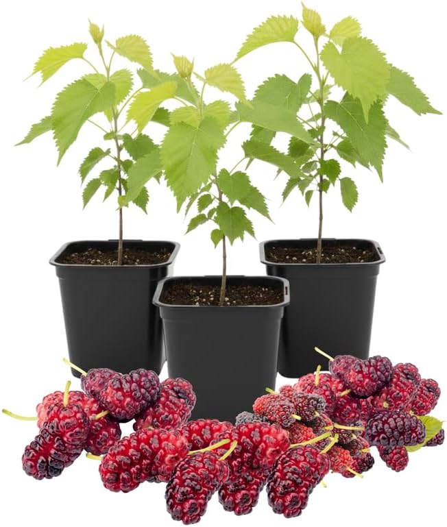 Dwarf Mulberry Tree Live Plant, Hardy Well Rooted 4-8'' Tall, Mulberry Fruit Tree for Indoor Outdoor Spring Planting Mulberries