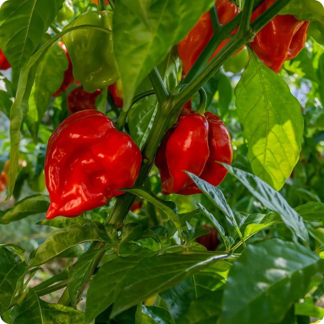 Pack 2 Red Habanero Pepper Plants, 80 Days Old Live Red Habanero Pepper Plants, Habanero Pepper Plants, Habanero Pepper Plants Live, Habanero Plant