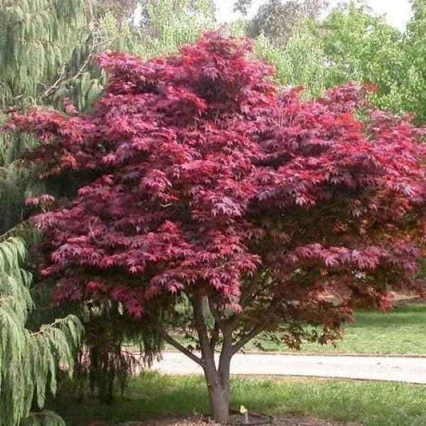 Emperor 1 Red Japanese Maple - Live Plant - (2.5 QT)