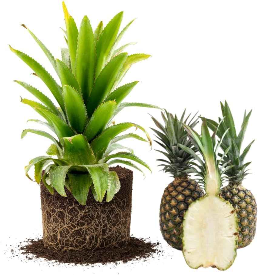 Set 2 Pineapple Plants Live, Sweet Pineapple Shrubs, Tropical Fruit, 4 to 8 Inch Tall for Planting Outdoor (White Jade)