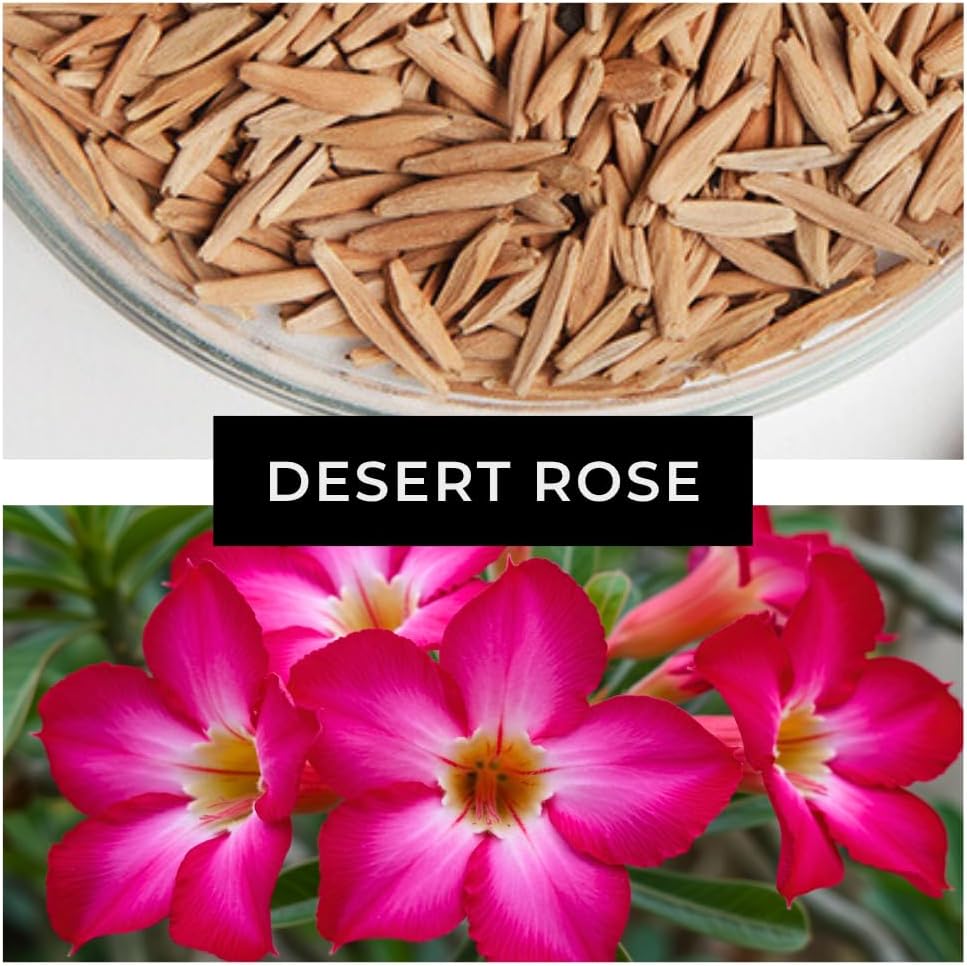 40 Mixed Color Desert Rose Seeds for Planting | Adenium Obesum Seeds to Grow.. Exotic Bonsai Plant, Tropical Rose Flower