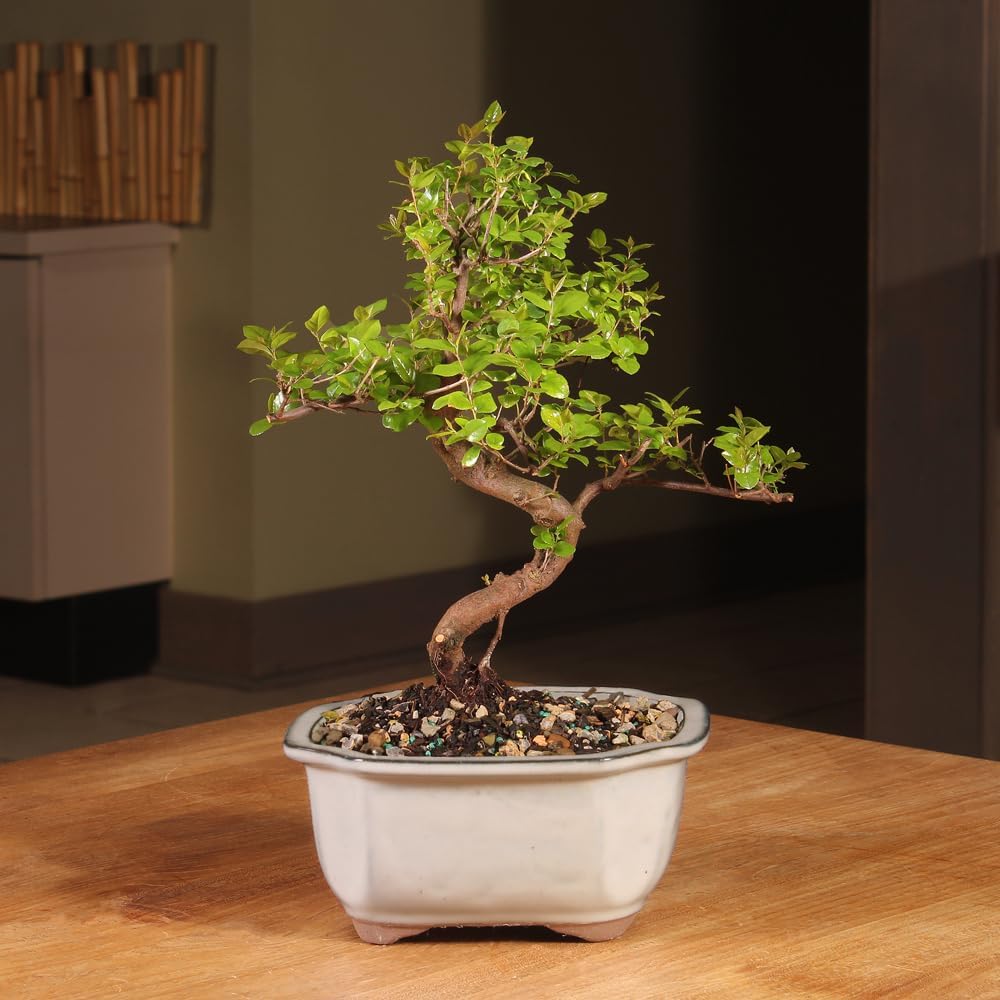 Brussel's Bonsai Live Chinese Sweet Plum Bonsai Tree - 5 Years, 6 to 10 in - Indoor Bonsai in Ceramic Bonsai Pot