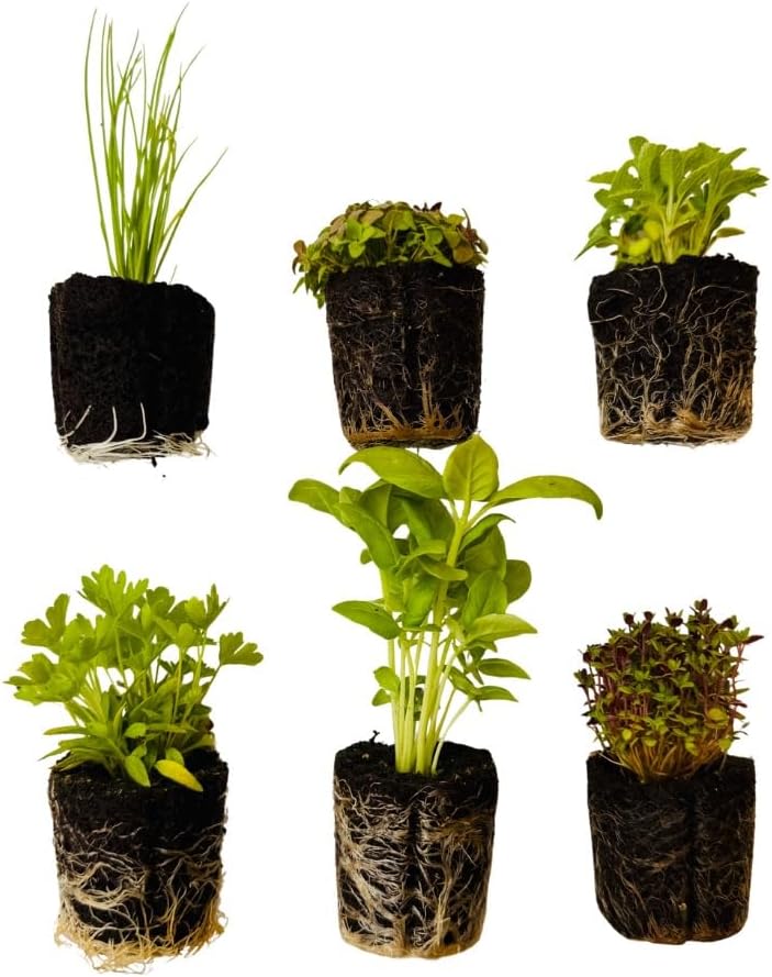 Herb Seedlings: Ready-to-Plant Seedlings, Starts, Plugs, Garden-Ready, Live Plants, Transplants, Pre-sprouted, for Soil & Hydroponic Gardens (6 seedlings)