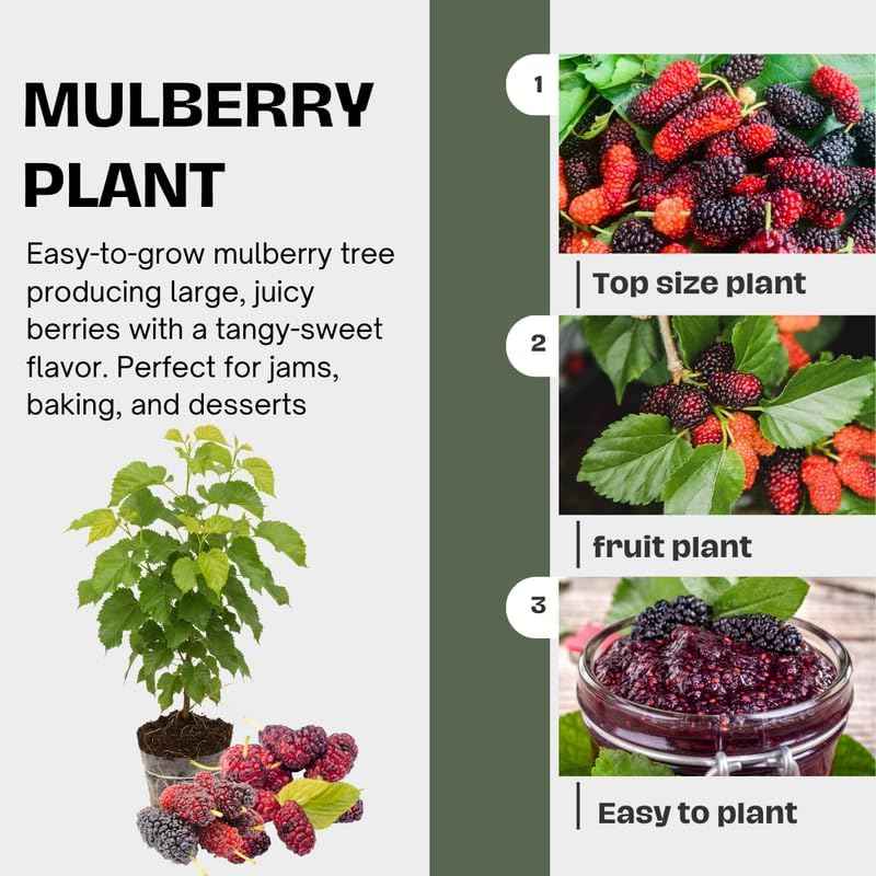 Dwarf Mulberry Tree Live Plant, Hardy Well Rooted 4-8'' Tall, Mulberry Fruit Tree for Indoor Outdoor Spring Planting Mulberries