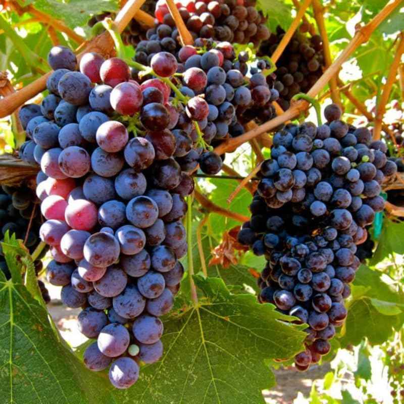 Grape Vine Plant Live for Planting, Grape Plant Live Grape Tree 1 to 2 Years Old, Grape Fruit Tree for Planting, Well-Rooted (Summer Royal Grape)