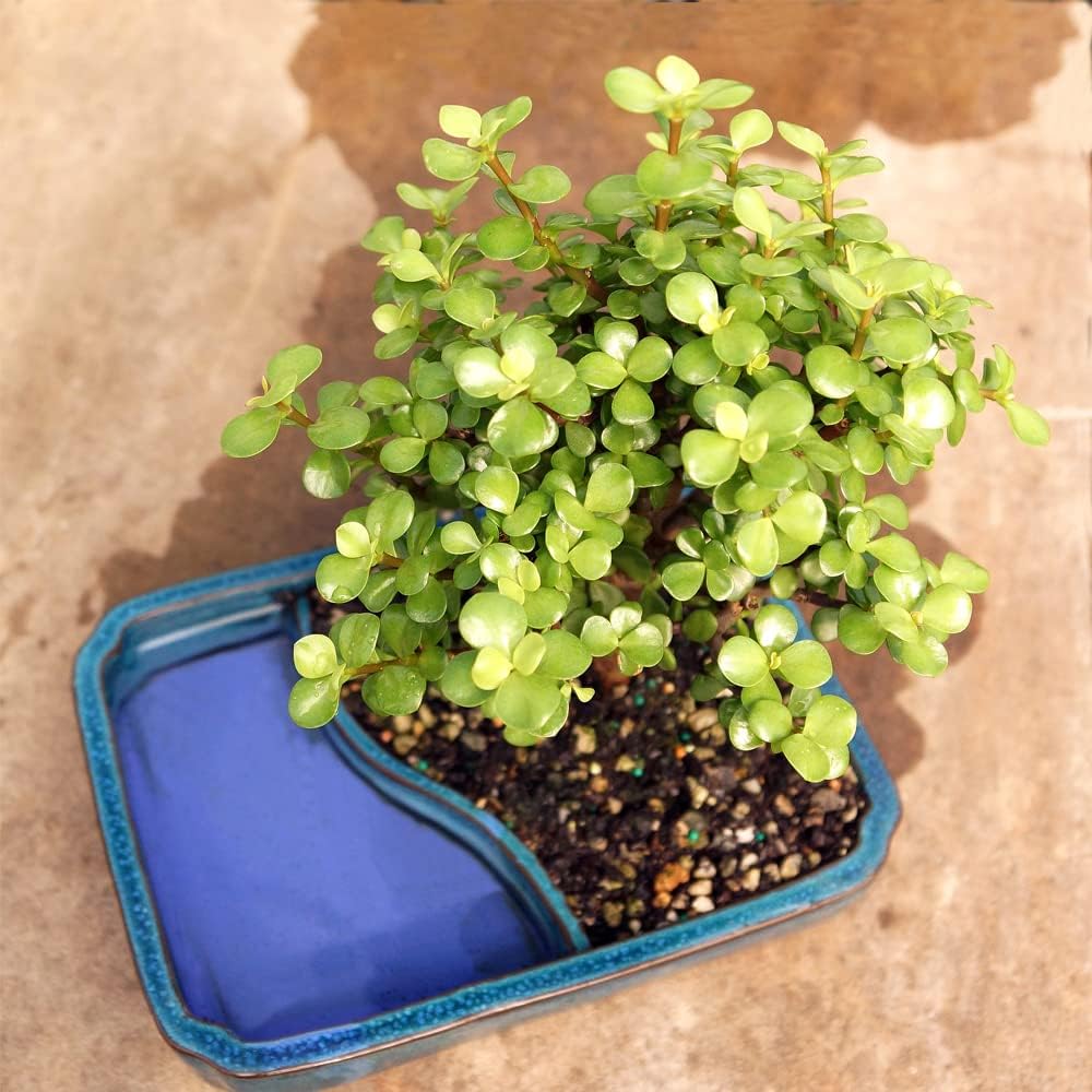 Brussel's Bonsai Live Dwarf Jade Bonsai Tree - Medium