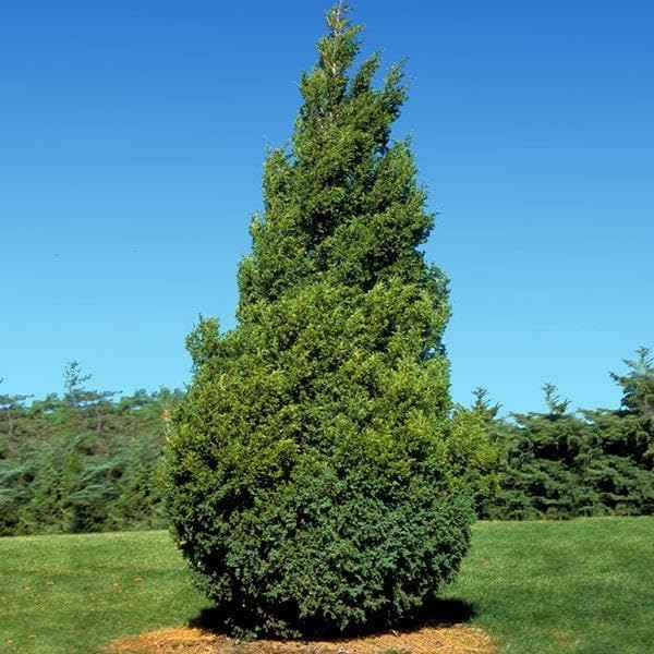 Brighter Blooms - Baby Giant Arborvitae Tree, 1-2 ft. - No Shipping to AK, AZ, HI, OR