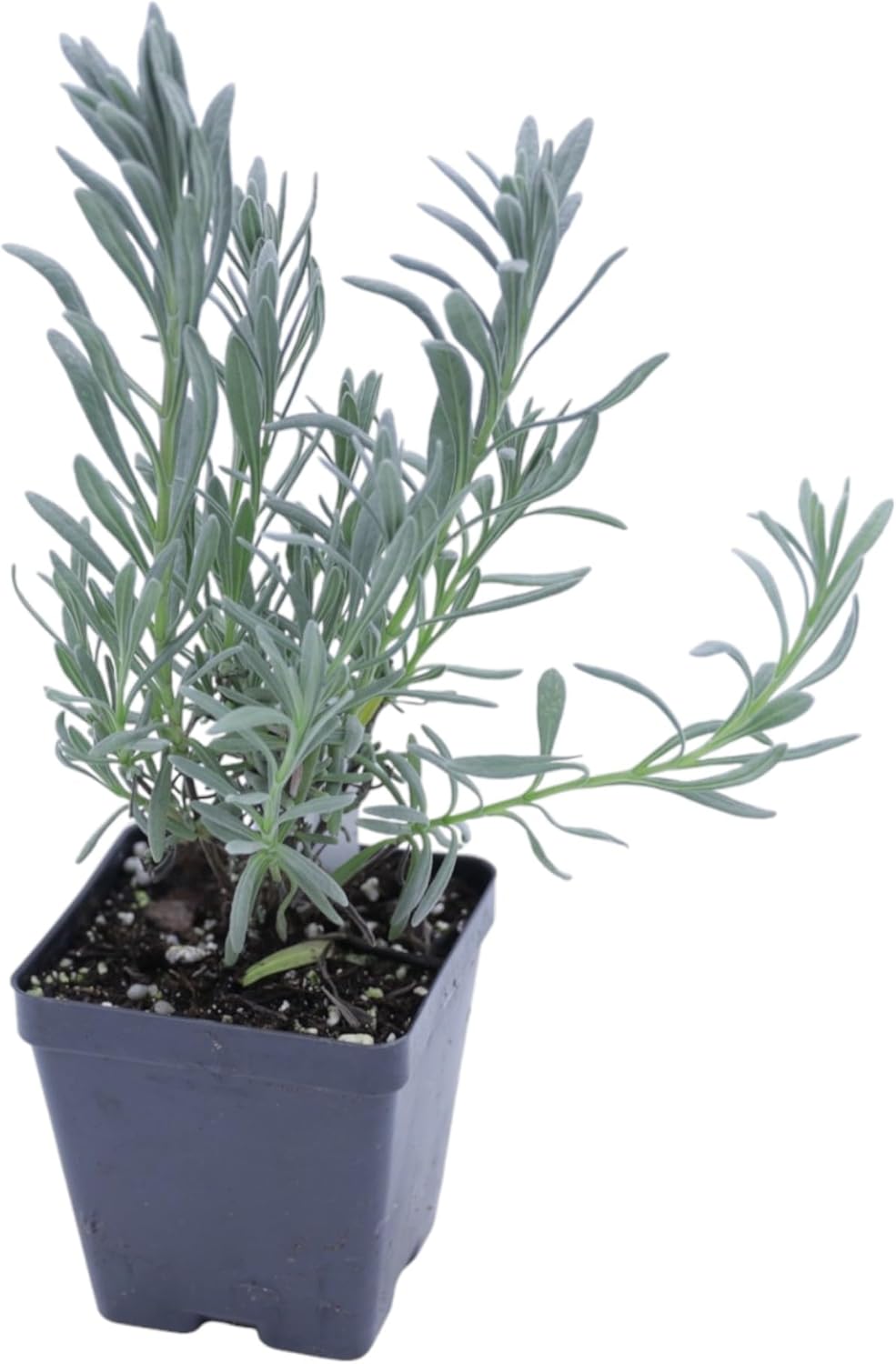 Greenwood Nursery: Live Perennial Plants - Phenomenal Lavender + Lavandula x Intermedia - [Qty: 10x Pint Pots] - (Click for Other Available Plants/Quantities)