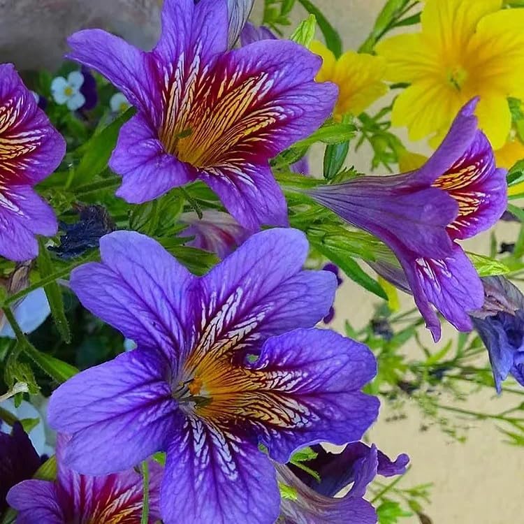 100pcs Rare Chilean Morning Glory Seeds - Mixed Color Blooms for Stunning Annual & Perennial Flowers
