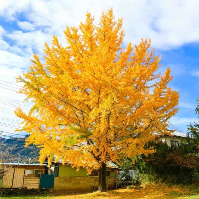 Ginkgo Tree Live Plant in Quart Pot, Well Rooted Ginkgo Tree Plant Live, Ready to Grow, 1-2 Year Old Ginkgo Tree