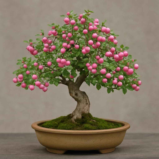 Coralberry Bonsai Tree Seedling for Planting - 1 Year Old Well Rooted Seedling - Indian Currant (1 Seedling)