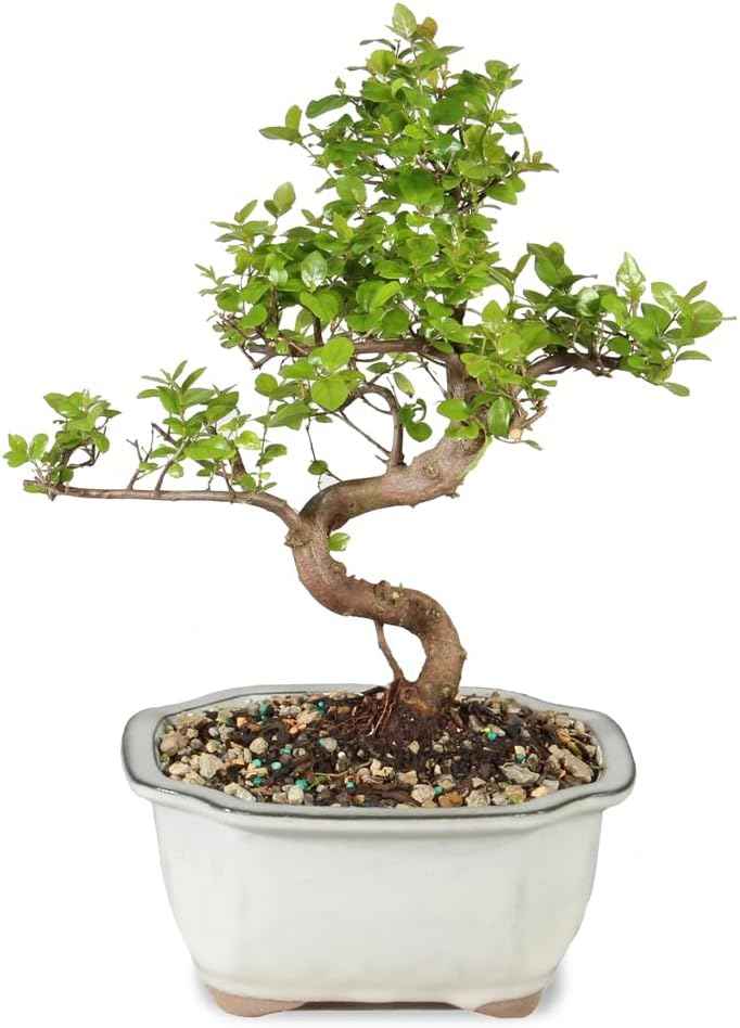 Brussel's Bonsai Live Chinese Sweet Plum Bonsai Tree - 5 Years, 6 to 10 in - Indoor Bonsai in Ceramic Bonsai Pot