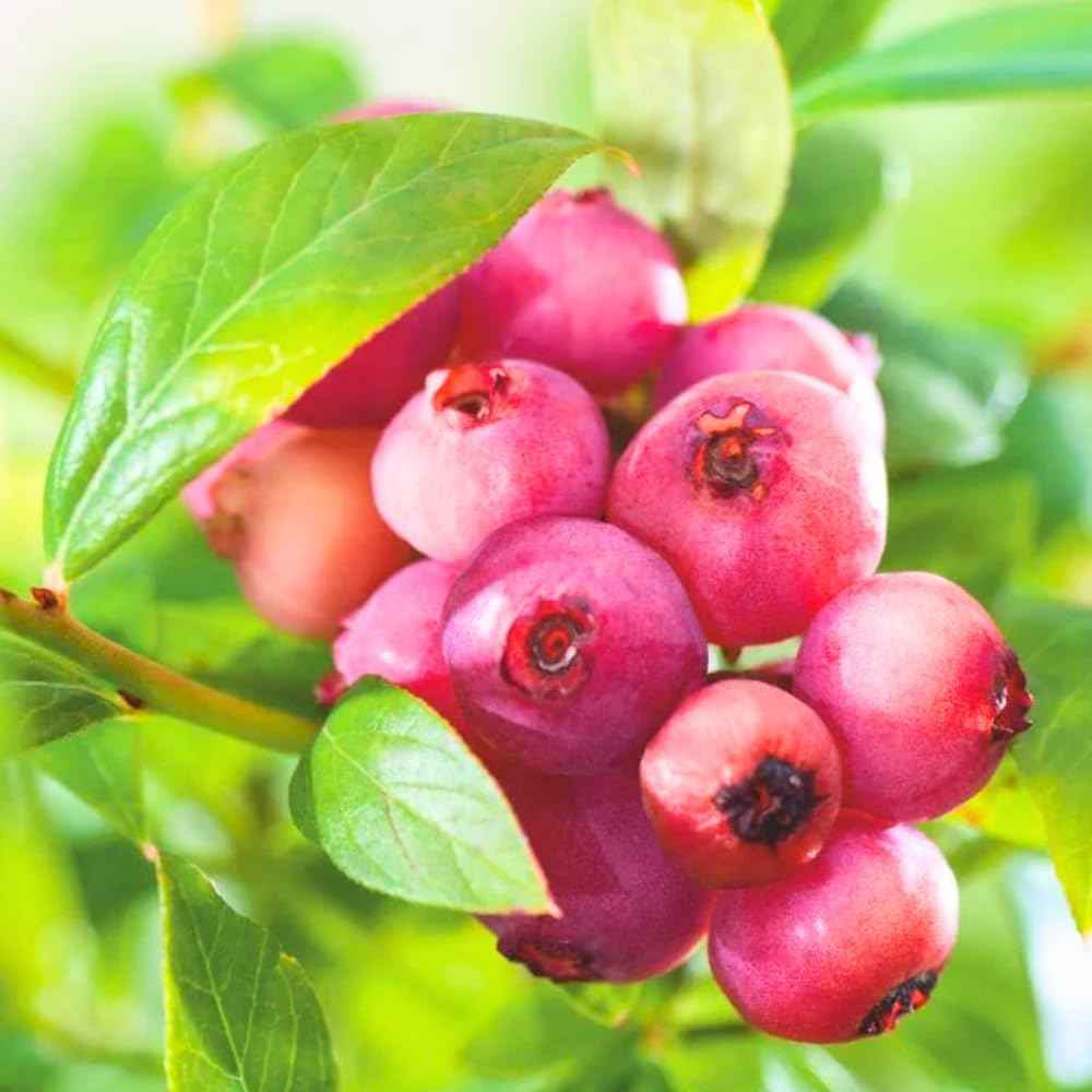 2 Pink Lemonade Blueberry Bush Live Plant, Blueberry Plants Live for Planting 5 to 8 Inch Tall, Sweet Blueberries Fruit Seedlings