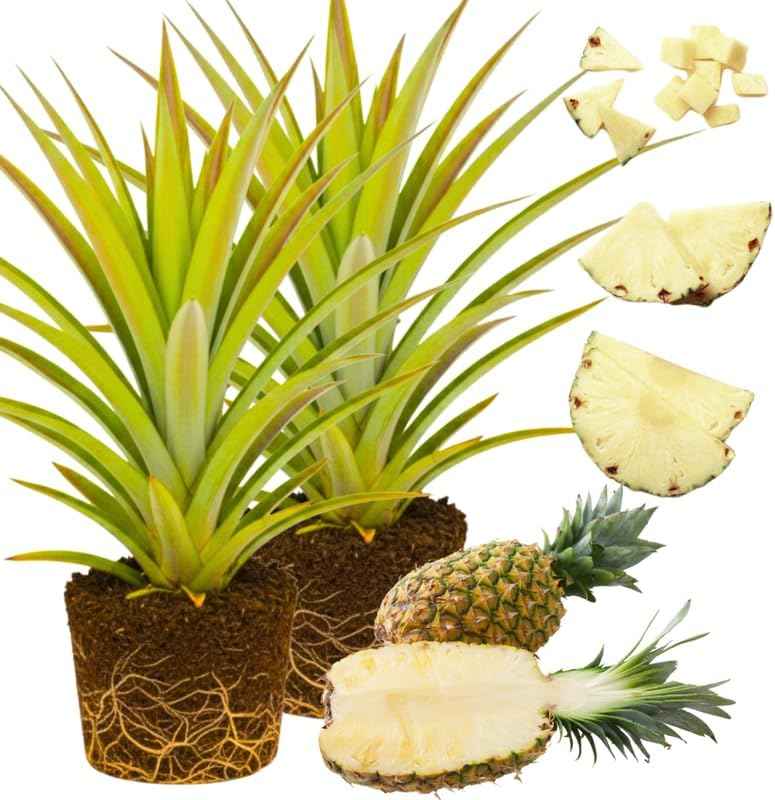 Pack 2 White Jade Pineapple Plants Live, Tropical Fruit for Spring Plant, Well-Rooted 4 to 8 Inch Tall for Planting Outdoor Full Sun