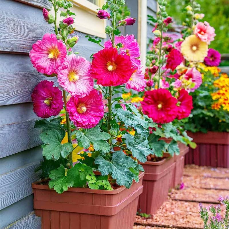 350+ Mix Hollyhock Seeds for Planting - Tall Flowering Perennial, Non-GMO Heirloom Plant Seeds Garden Outdoor, Attracts Pollinators