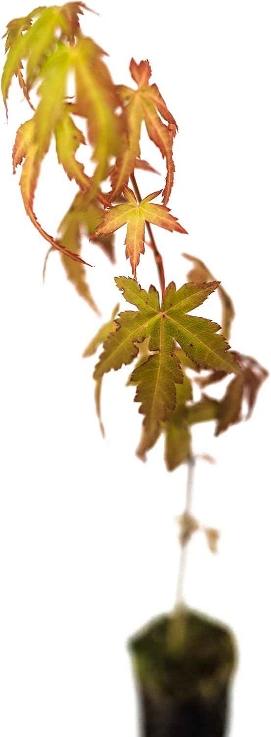 Japanese Maple | Small Tree Seedling | The Jonsteen Company