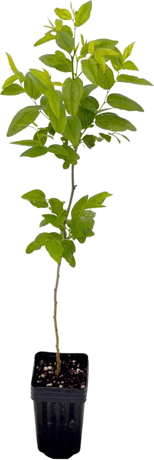Jujube GA-866-1 Plant - Edible Fruit Tree