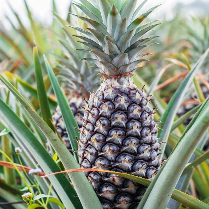 Pack 2 White Jade Pineapple Plants Live, Tropical Fruit for Spring Plant, Well-Rooted 4 to 8 Inch Tall for Planting Outdoor Full Sun