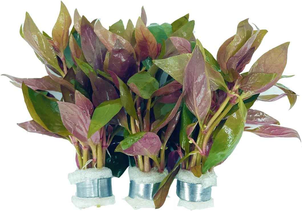 3xAlternanthera Lilacina Plants, Live Aquarium Plant | Deep Purple & Red Aquatic Stem Plant for Stunning Aquascapes