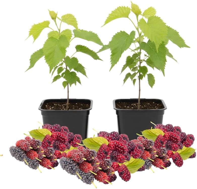 Dwarf Mulberry Tree Live Plant, Hardy Well Rooted 4-8'' Tall, Mulberry Fruit Tree for Indoor Outdoor Spring Planting Mulberries