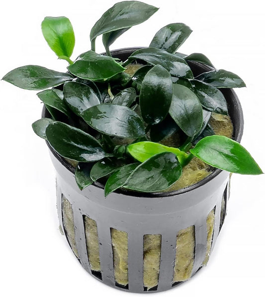 Anubias Live Aquarium Plants - Potted Freshwater Plant for Fish Tanks, Terrariums - Beginner Friendly Low Light (Jungle Star, 1 Pot)