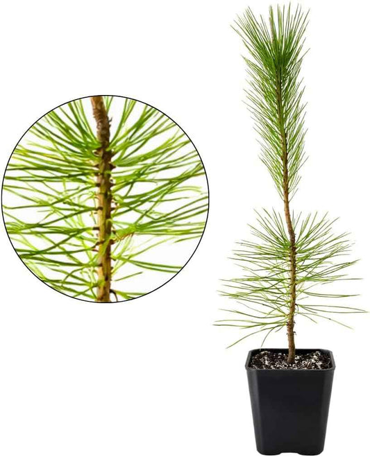 My Shelfie - Japanese Black Pine Bonsai Tree, Tall Bonsai Tree Live, Live Plants for Outdoor or Indoor Garden, 2-Inch Pot