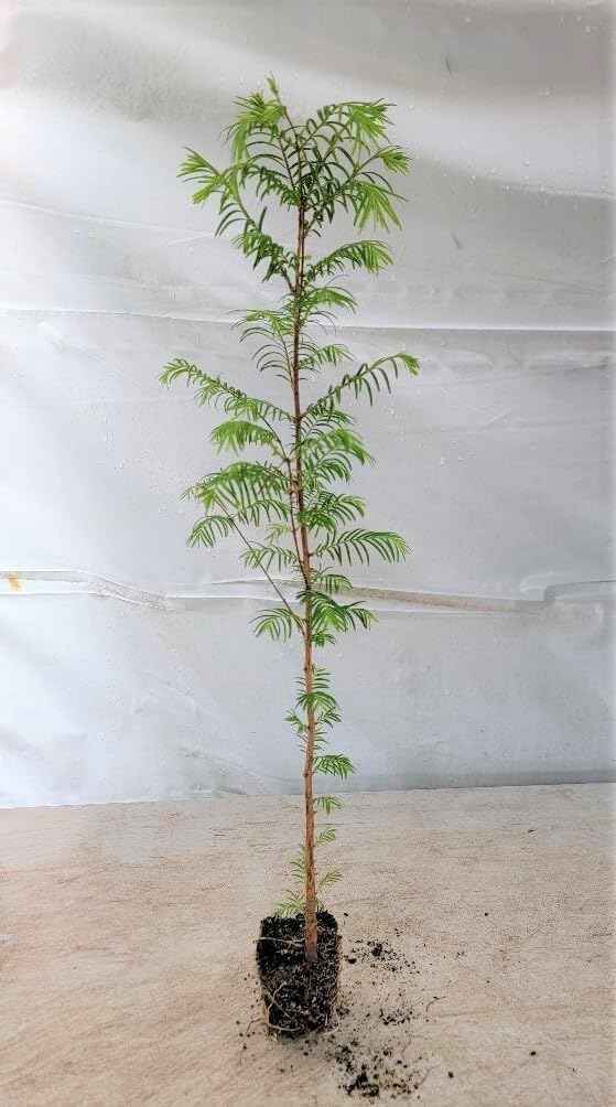 Live Plant - (3) - Dawn Redwood Tree - Metasequoia - Starter Plants - (3 Live Plants)