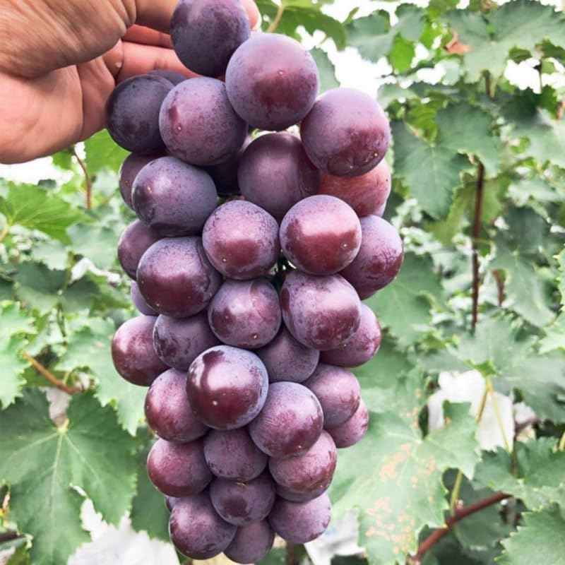 Grape Vine Plant Live for Planting, Grape Plant Live Grape Tree 1 to 2 Years Old, Grape Fruit Tree for Planting, Well-Rooted (Summer Royal Grape)