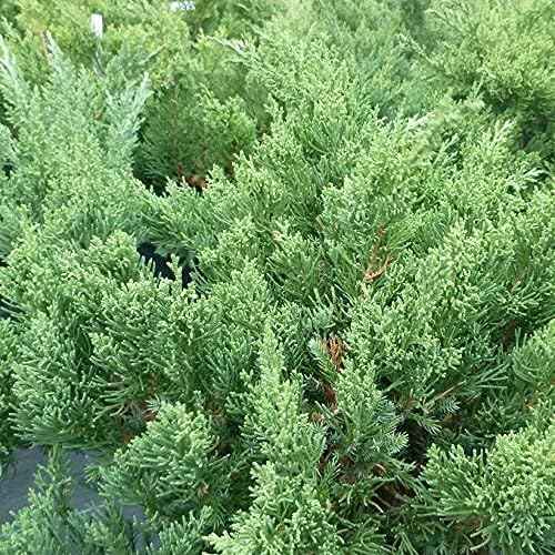 San Jose Juniper | 3 Live Gallon Size Plants | Juniperus Chinensis | Bonsai Drought Tolerant Cold Hardy Evergreen Groundcover