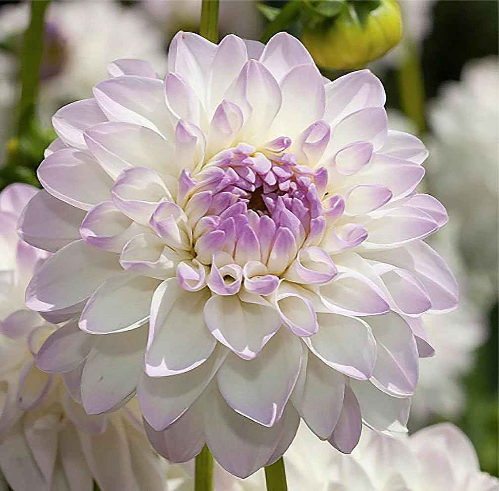 Eveline Dahlia - 5 Gallon Size Bareroot Tuber…