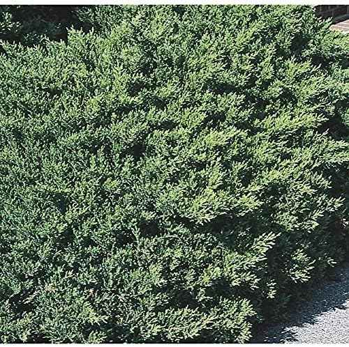 San Jose Juniper | 3 Live Gallon Size Plants | Juniperus Chinensis | Bonsai Drought Tolerant Cold Hardy Evergreen Groundcover