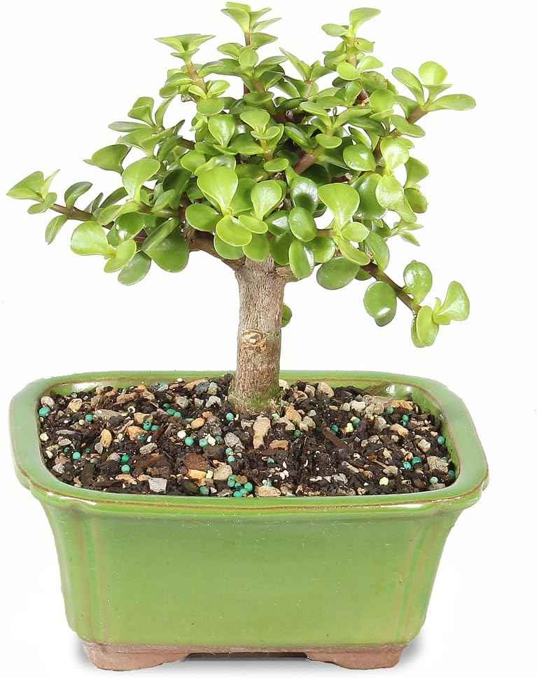 Brussel's Bonsai - Live Dwarf Jade Bonsai Tree in a Ceramic Bonsai Pot, Indoor Succulent Houseplant, 3 Years Old, 5-8 Inches Tall, Easy Care Plant for Home or Office (Small)