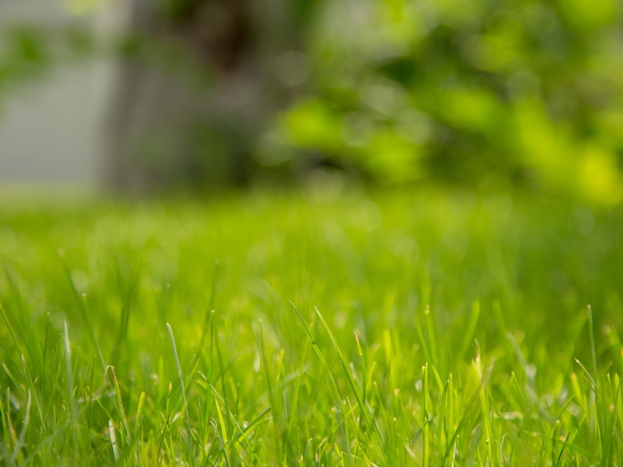 Brownie Brand Majestic Hulled Bermudagrass Seed | Premium Turf Grass for Dense, Drought-Resistant Lawns | Fast-Growing, Heat-Tolerant, Certified Seed for High-Traffic Areas. (5 Pound)